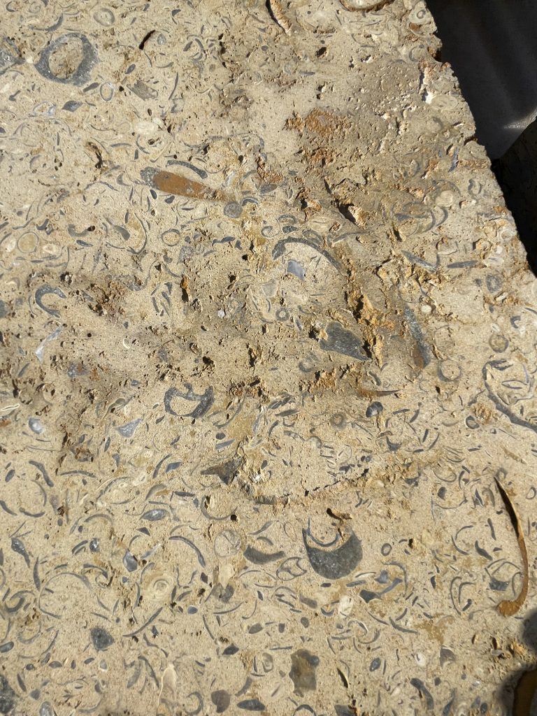 Shelly Marnhull limestone surface with natural gold and beige fossil detail close up
