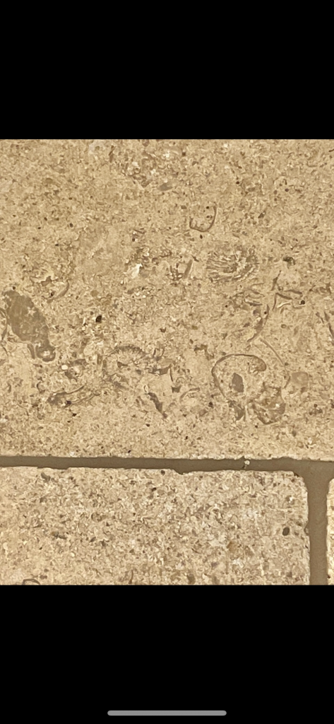 Wetherby limestone close up showing stunning fossil content and an acid washed surface.